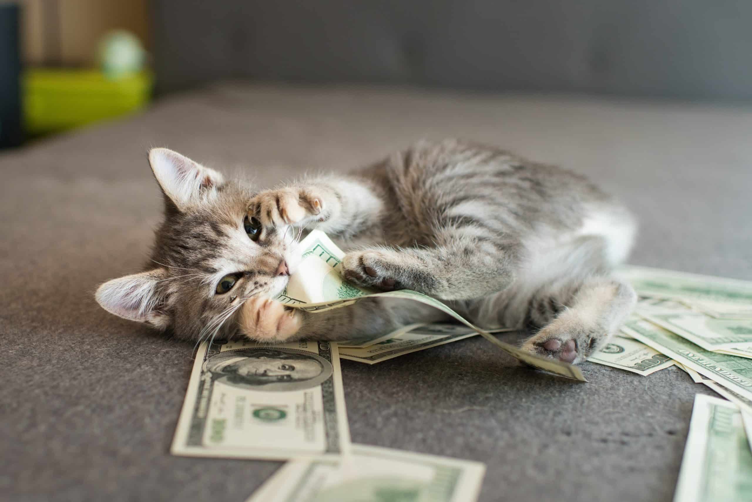 Gray,Kitten,With,Money