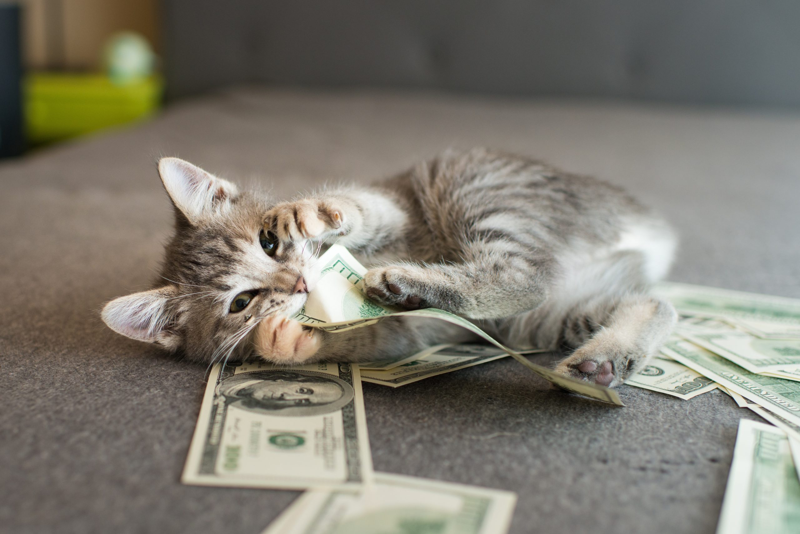 The 5 Largest Inheritances Left to Cats | GetDynasty